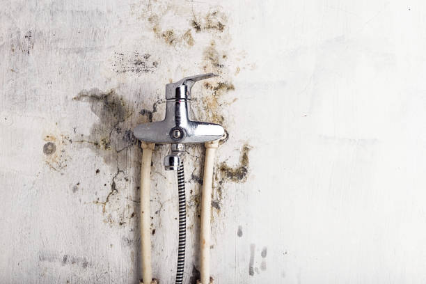 Best Preventive Mold Services in Loudonville, NY