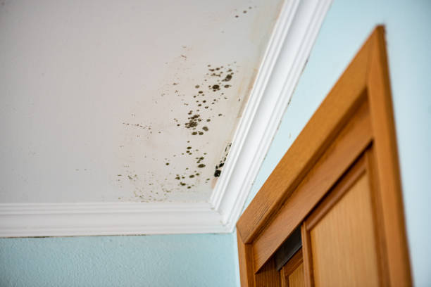 Best Mold Testing and Inspection Services in Loudonville, NY