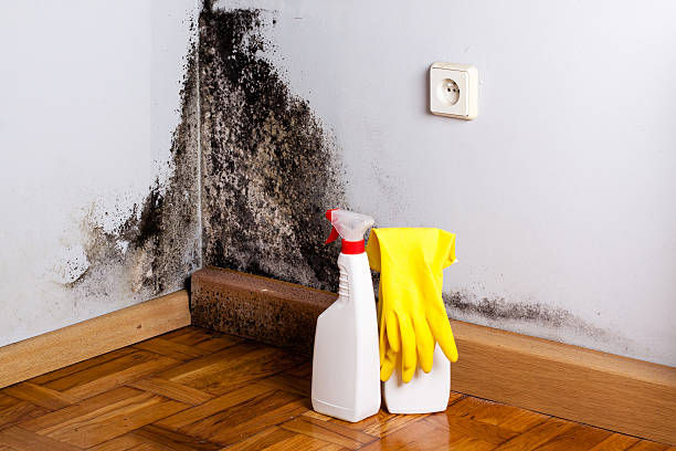 Best Residential Mold Remediation in Loudonville, NY